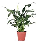 Thorsen's Greenhouse Live Peace Lily Plant, Spathyphylum, Low Light, Natural Air Purifier Live Indoor Plant, 4" Diameter Pot (Growers Pot, 4-inch Pot)