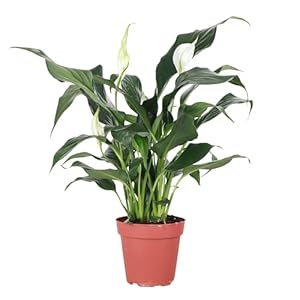 Thorsen’s Greenhouse Live Peace Lily Plant, Spathyphylum, Low Light, Natural Air Purifier Live Indoor Plant, 4″ Diameter Pot (Growers Pot, 4-inch Pot)