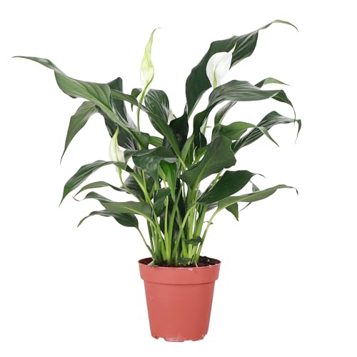 Thorsen’s Greenhouse Live Peace Lily Plant, Spathyphylum, Low Light, Natural Air Purifier Live Indoor Plant, 4″ Diameter Pot (Growers Pot, 4-inch Pot)