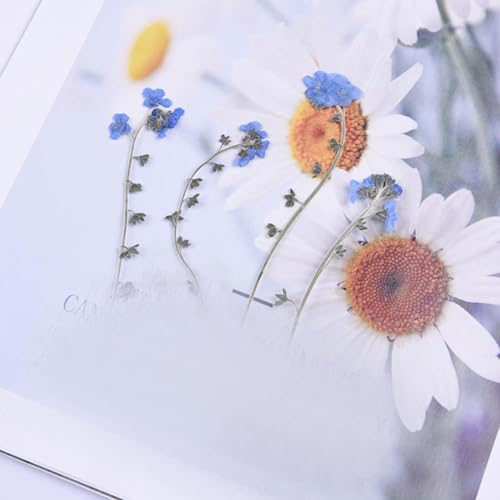 20 Piezas de Tallos Prensados de Flores Secas Naturales miniatura 7