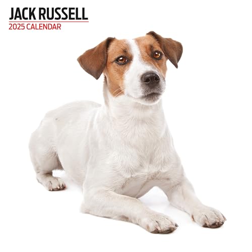 Jack Russell 2025 Modern Calendar, Various