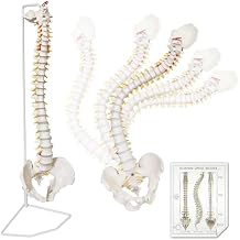 HADWYN 34.6" Life Size Spine Model with Nerves, Vertebrae, Arteries, Lumbar Column, Male Pelvis, Includes Durable Stand Color Product Manual for Science Study or Patient Education