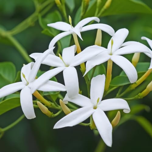 Jasmine Plants Live
