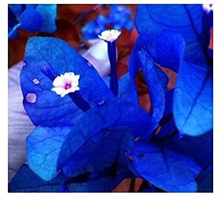 BLOOM & GROW Rare Blue Bougainvillea Healthy Live Plants (Blue Bougainvillea) (B0C2ZDTGJ7) Amazon Price History, Amazon Price Tracker
