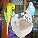 Leefasy Parrot Training Toilet Stand Interactive Stand Animals Beak Grinding Platforms Bird Perch Bird Dropping Station for Lovebirds, Gray