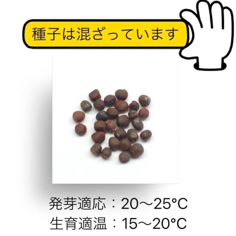 【ぐれたく様ご依頼】ブロッコリー種 カリフラワー種 全てコート種子 Amazon.co.jp: ウクレレ園芸SHOP ☆花甘藍Mix☆ 種子 0.2㎖330円