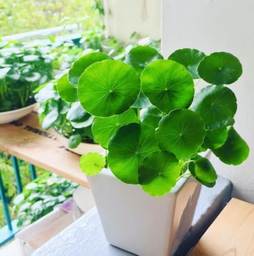 Reelzone Chinese Money Plant, Pilea Peperomioides, Indoor Outdoor House Plant Live with Pot