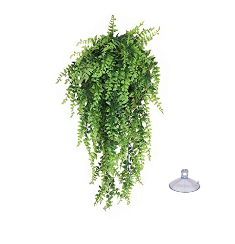 NATURAL BUSH AMAZONIAN PHYLLO PLANT