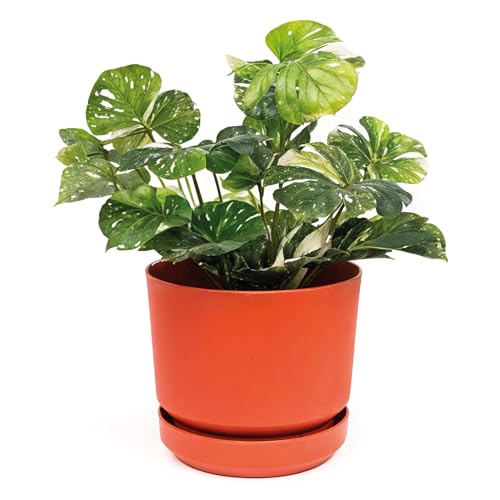 Elly Décor 10 inch Plastic Cylinder Planter Pot with Self-Watering Saucer and Drainage Hole,Lightweight & Extremely Durable, 10″x 10″, Terracotta