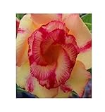 Ici, comme indiqué dans le titre de l'article et (descriptions du produit), vous recevrez des GRAINES FRAÎCHES / GRAINES / GRAINES de l'article acheté (voir photos).