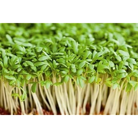 JustSeed - Vegetable - Cress - Common Plain - 20,000 Seeds -Approx 60g Cover