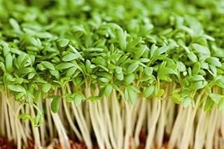 JustSeed - Vegetable - Cress - Common Plain - 20,000 Seeds -Approx 60g