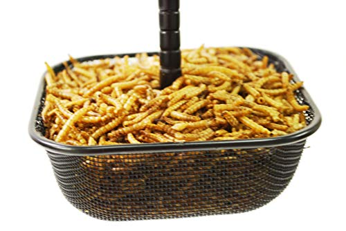 Wildlife Sciences 481 Mealworms Bird Feeder | 5 X 5 Inch Powder Coated Mesh Bowl With Adjustable Stainless Steel Roof thumb #2