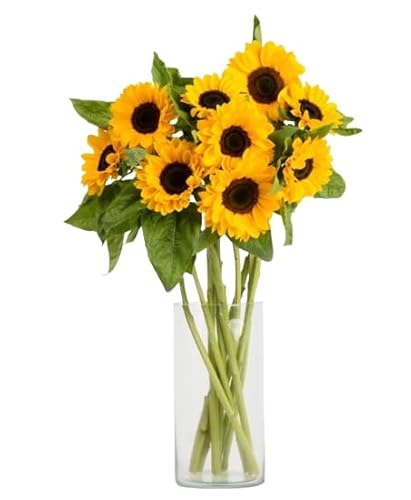 Ramo de Girasoles Naturales con 10 Flores Frescas en Tonos muy Llamativos