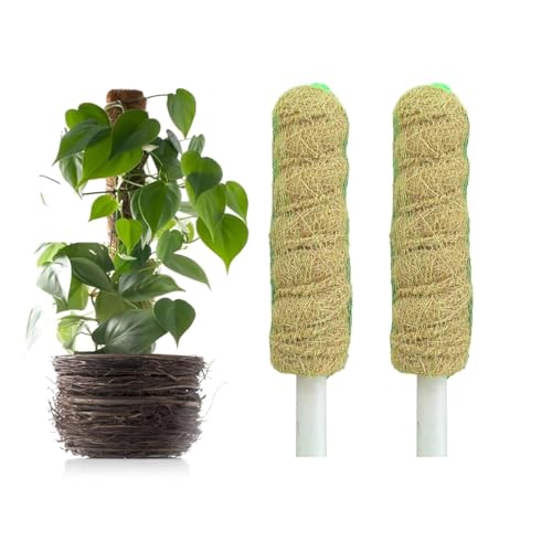 Image of Natural Moss Stick for Climbing Plants, Strong Support for Money Plant, Monstera, Pothos, Indoor Outdoor Use, Manual, 50 Grams (2, 1 Feet)
