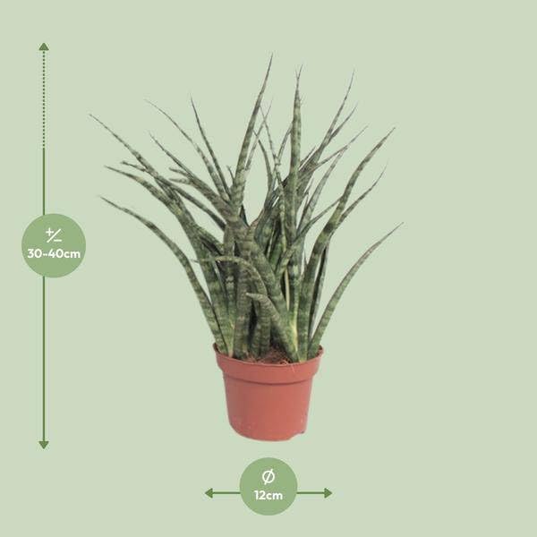 Bogenhanf Sansevieria Fernwood Punk Zimmerpflanze Ø12 cm 35 cm