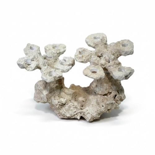 Coral Plug Holder, Natural Rock Frag Coral Growth (Natural White, Medium)