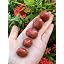 Red Jasper