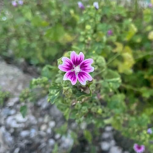 semillas de malva, semillas de jardín variedades antiguas silvestres para lugares soleados Decoración jardín para exteriores 400pcs