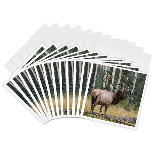 Rocky Mountain Bull Elk cartes de vœux de 15,2 cm au fini soigné