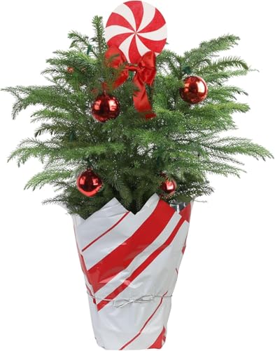 Costa Farms Norfolk Island Pine, Live Christmas Tree Plant in Holiday Gift Wrap Pot, Includes...