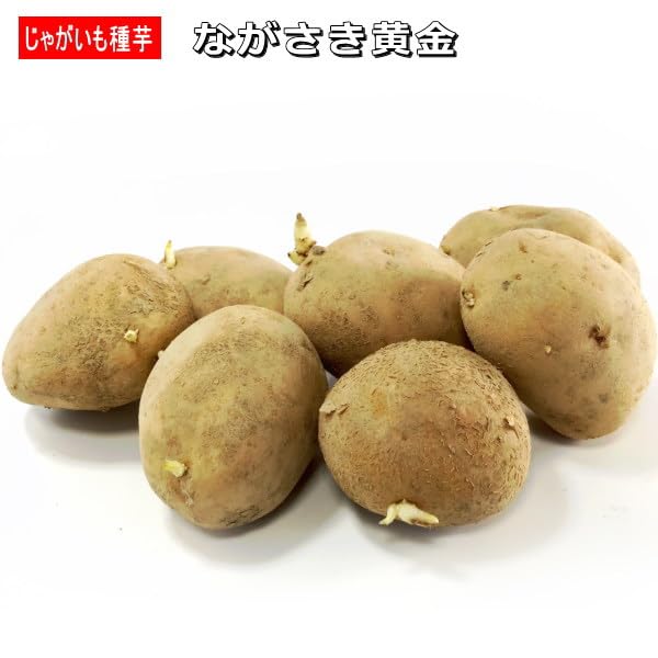 Amazon.co.jp: ジャガイモ・ながさき黄金 種芋 500g L〜Sサイズ : DIY