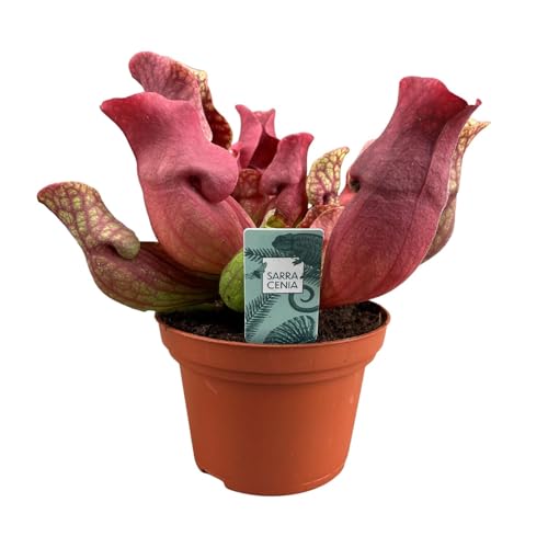 Sarracenia Maroon - 23cm - Ø12cm - Plante d'intérieur - Vert persistant