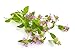 Pennyroyal Leaf - Dried Mentha pulegium Leaf C/S 100% from Nature (4 oz)