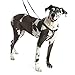 2 Hounds Design Freedom No Pull Dog Harness | Comfortable Control for Easy Walking |Adjustable Dog Harness and Leash Set | Small, Medium & Large Dogs | Made in USA | Solid Colors | 1