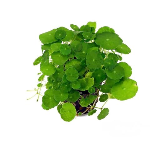 PlantasAcuario Planta acuática HYDROCOTYLE VERTICILLATA Planta de Acuario Viva y Natural para acuarios plantados en Maceta de 5cm