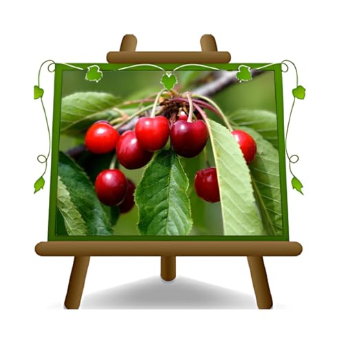 EURO PLANTS VIVAI Ciliegio Dolce Durone Nero di Vignola 3 - Pianta da Frutto Antico su Vaso: ø 24/26 cm. *Altezza: 180~200 cm. - Età 4 Anni