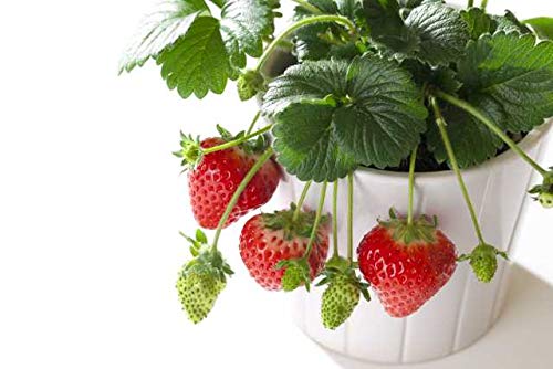 Amazon.co.jp: イチゴ 苗 四季成り 【 セリーヌ 】12cmポット なる