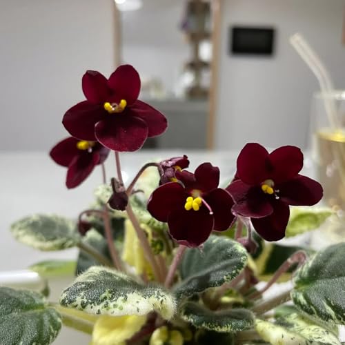 semi di violetta africana, luoghi soleggiati, aiuole rialzate di violetta africana, esterno resistenti, primaverili 55pcs