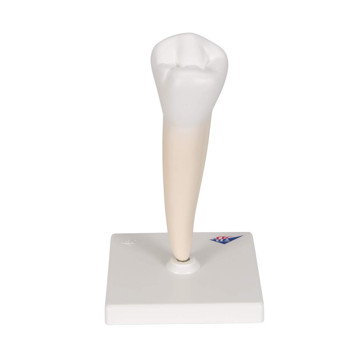 3B Scientific D10/3 Prémolaire Inférieure à une Racine + Application anatomie gratuite - 3B Smart Anatomy