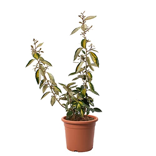 KENTIS - Eleagnus Ebbingei Limelight - Piante Vere da Esterno Resistenti - Pianta da Giardino da Siepe - Altezza 40/50 cm Vaso Ø 18 cm