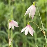 5 Pc Comprar Cebollas Märzenbecher - Regalos Para Amantes De La Jardinería, Verano De Flores Silvestres Tubérculos De Märzenbecher, Bulbos Que Florecen En Primavera, Planta Rara Cobertura