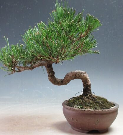 Amazon.co.jp: 盆栽 黒松 懸崖【現品】（3531） : DIY・工具