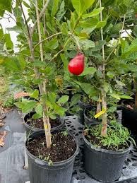 Kaju plant live hybrid,live plant for hybrid kaju (Pack of 1) (B0CTKQVYP8) Amazon Price History, Amazon Price Tracker