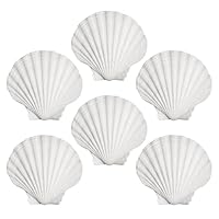 CVFRTT 6 Stück Jakobsmuscheln, Bastelmaterialien, Muscheldekoration, Küchenmuscheln, Heimdekorationen, DIY Kreativer Muschelschmuck