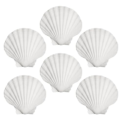 CVFRTT 6 Stück Jakobsmuscheln, Bastelmaterialien, Muscheldekoration, Küchenmuscheln, Heimdekorationen, DIY Kreativer Muschelschmuck