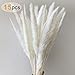 Produktbild Sporgo Pampasgras, Natürlich Pampasgras Getrocknet Deco Pampas Gras Phragmites Communis Trockenblumen Blumenstrauß Deko für Wohnzimmer Hause Fotografie Hotel Hochzeit 60CM (Weiß)
