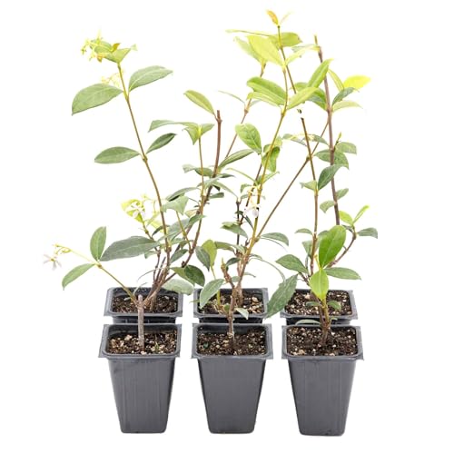 6 Star Jasmine Plants in 3.5” Cubes | Live Fragrant Evergreen Climbing Vine with White Flowers | Fast-Growing Glossy Perennial for Trellises, Containers & Landscaping (Trachelospermum jasminoides)