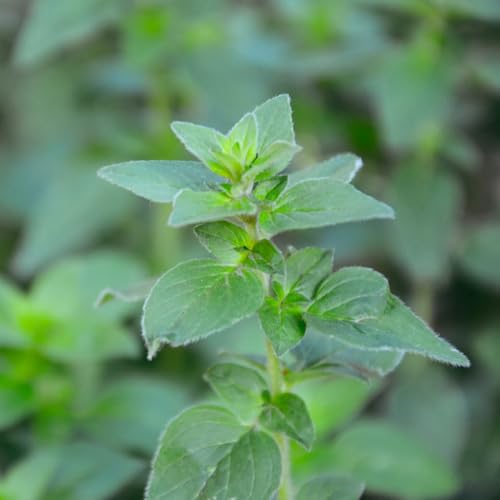 semillas de mejorana perennes resistentes - Semillas de bonsái, plantas de jardín de rocas resistentes. plantas afuera, plantas perennes resistentes hierbas de jardín, flores de jardín 100pcs