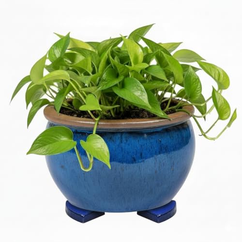 Teramico Pflanzgefäß Blumentopf Übertopf Steinzeug inklusive passenden Füßen in Royal Blau glasiert -Absolut Frostfest- Schwere und robuste Qualität