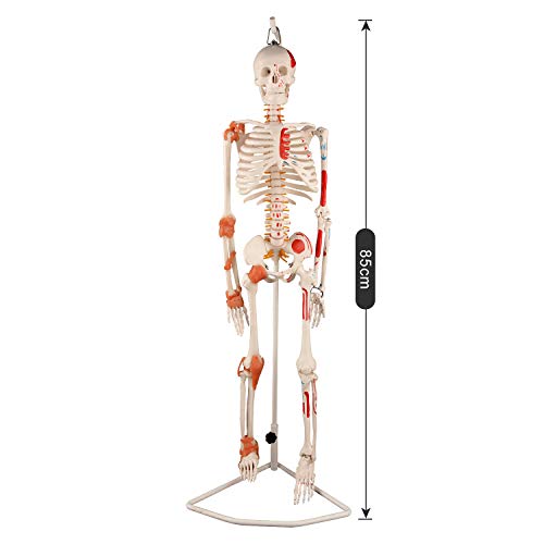 Image of Ultrassist Human Skeleton Model, 34 inch Half Life Size Skeleton Replica with Spinal Nerves, Muscle Insertion and Origin Points, Includes Joint Ligaments for Human Anatomy Study, Hanging Style
