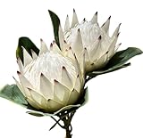 NuT's Artificial King Protea Wildflowers Fake Tropical Flowers Real-Touched 25 inch in Length with 7 inch Flower Head