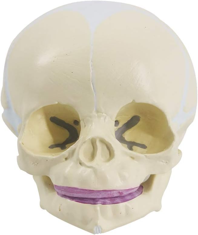 Image of ✮ Fetus Skull Model ✮ With Articulating Jaw ✮ Premium Anatomical Model