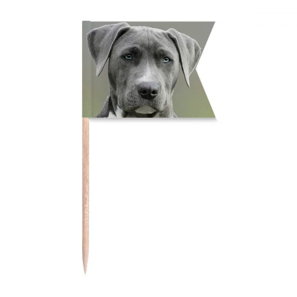 Cure-dent plaque de fromage marquée pour photo gâteau de fête beau chien