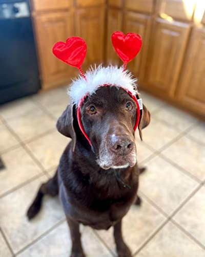 Midlee Valentine's Heart Large Dog Headband #TOP3