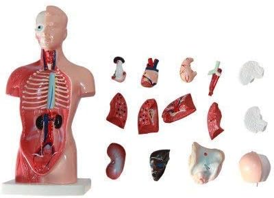 Human Torso Anatomy Model – Removable Organs, Heart, Brain, Lungs – Medical Educational Tool for Students, Teachers, Healthcare Professionals - Image 6